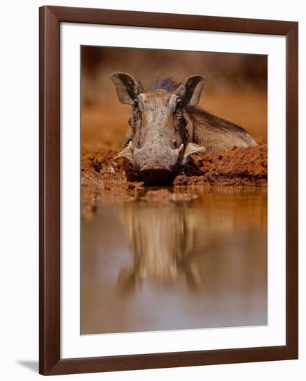 Happy Pig, 2019,-Eric Meyer-Framed Photographic Print