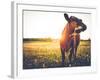 Happy Single Cow on a Meadow during Sunset-SehrguteFotos-Framed Photographic Print