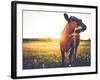 Happy Single Cow on a Meadow during Sunset-SehrguteFotos-Framed Photographic Print