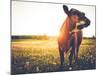 Happy Single Cow on a Meadow during Sunset-SehrguteFotos-Mounted Photographic Print