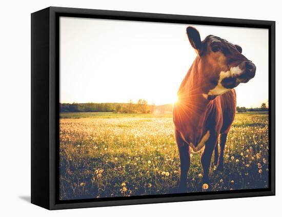 Happy Single Cow on a Meadow during Sunset-SehrguteFotos-Framed Stretched Canvas