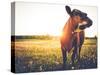 Happy Single Cow on a Meadow during Sunset-SehrguteFotos-Stretched Canvas