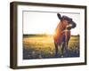 Happy Single Cow on a Meadow during Sunset-SehrguteFotos-Framed Photographic Print