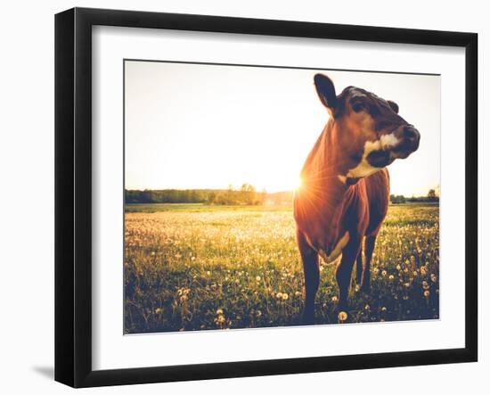 Happy Single Cow on a Meadow during Sunset-SehrguteFotos-Framed Photographic Print