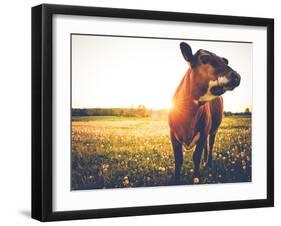 Happy Single Cow on a Meadow during Sunset-SehrguteFotos-Framed Photographic Print