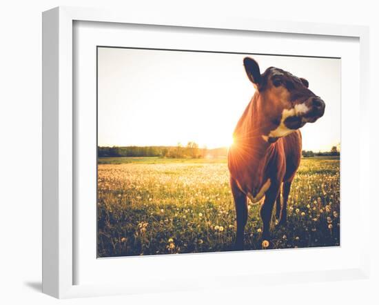 Happy Single Cow on a Meadow during Sunset-SehrguteFotos-Framed Photographic Print
