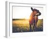 Happy Single Cow on a Meadow during Sunset-SehrguteFotos-Framed Photographic Print