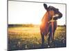 Happy Single Cow on a Meadow during Sunset-SehrguteFotos-Mounted Photographic Print