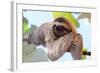 Happy Sloth Hanging on the Tree-Janossy Gergely-Framed Photographic Print