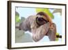 Happy Sloth Hanging on the Tree-Janossy Gergely-Framed Photographic Print