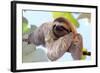 Happy Sloth Hanging on the Tree-Janossy Gergely-Framed Photographic Print