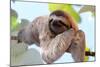 Happy Sloth Hanging on the Tree-Janossy Gergely-Mounted Photographic Print