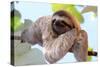Happy Sloth Hanging on the Tree-Janossy Gergely-Stretched Canvas