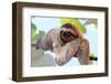 Happy Sloth Hanging on the Tree-Janossy Gergely-Framed Photographic Print