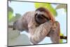 Happy Sloth Hanging on the Tree-Janossy Gergely-Mounted Photographic Print