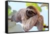 Happy Sloth Hanging on the Tree-Janossy Gergely-Framed Stretched Canvas