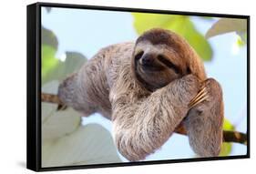 Happy Sloth Hanging on the Tree-Janossy Gergely-Framed Stretched Canvas