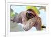 Happy Sloth Hanging on the Tree-Janossy Gergely-Framed Photographic Print