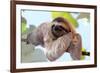 Happy Sloth Hanging on the Tree-Janossy Gergely-Framed Photographic Print