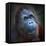 Happy Smile Of The Bornean Orangutan (Pongo Pygmaeus)-Kletr-Framed Stretched Canvas