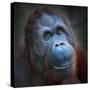 Happy Smile Of The Bornean Orangutan (Pongo Pygmaeus)-Kletr-Stretched Canvas