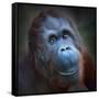 Happy Smile Of The Bornean Orangutan (Pongo Pygmaeus)-Kletr-Framed Stretched Canvas