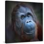 Happy Smile Of The Bornean Orangutan (Pongo Pygmaeus)-Kletr-Stretched Canvas