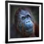 Happy Smile Of The Bornean Orangutan (Pongo Pygmaeus)-Kletr-Framed Photographic Print