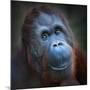 Happy Smile Of The Bornean Orangutan (Pongo Pygmaeus)-Kletr-Mounted Photographic Print