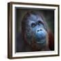 Happy Smile Of The Bornean Orangutan (Pongo Pygmaeus)-Kletr-Framed Photographic Print