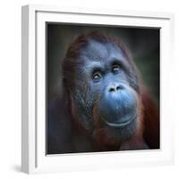 Happy Smile Of The Bornean Orangutan (Pongo Pygmaeus)-Kletr-Framed Photographic Print