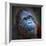 Happy Smile Of The Bornean Orangutan (Pongo Pygmaeus)-Kletr-Framed Photographic Print