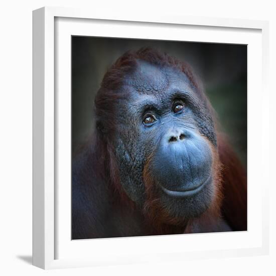 Happy Smile Of The Bornean Orangutan (Pongo Pygmaeus)-Kletr-Framed Photographic Print