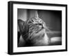 Happy Smiling Cat Portrait In Black And White-Michal Bednarek-Framed Art Print