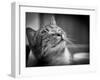 Happy Smiling Cat Portrait In Black And White-Michal Bednarek-Framed Art Print