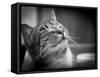 Happy Smiling Cat Portrait In Black And White-Michal Bednarek-Framed Stretched Canvas