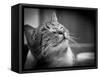 Happy Smiling Cat Portrait In Black And White-Michal Bednarek-Framed Stretched Canvas