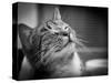 Happy Smiling Cat Portrait In Black And White-Michal Bednarek-Stretched Canvas