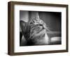 Happy Smiling Cat Portrait In Black And White-Michal Bednarek-Framed Art Print