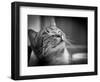 Happy Smiling Cat Portrait In Black And White-Michal Bednarek-Framed Art Print