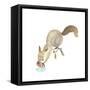 Happy Squirrel-null-Framed Stretched Canvas