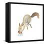 Happy Squirrel-null-Framed Stretched Canvas