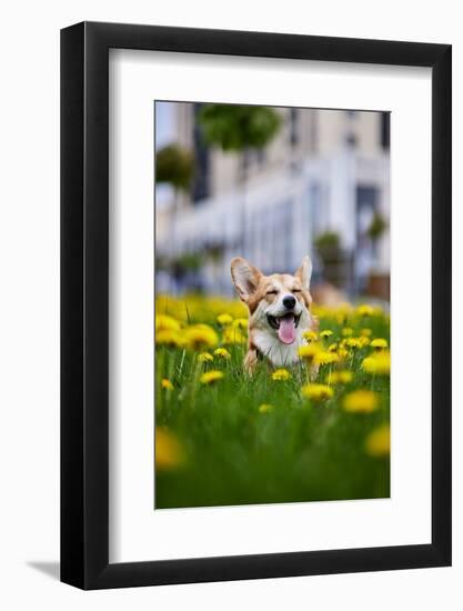 Happy Welsh Corgi Pembroke Dog Sitting in Yellow Dandelions Field in the Grass Smiling in Spring-BONDART-Framed Photographic Print