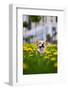 Happy Welsh Corgi Pembroke Dog Sitting in Yellow Dandelions Field in the Grass Smiling in Spring-BONDART-Framed Photographic Print