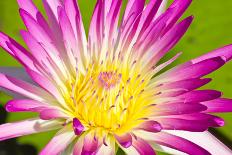 Close up of Pink Water Lily.-happymay-Photographic Print