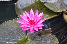 Pink Water Lily with Leaves Floating in the Pond.-happymay-Photographic Print