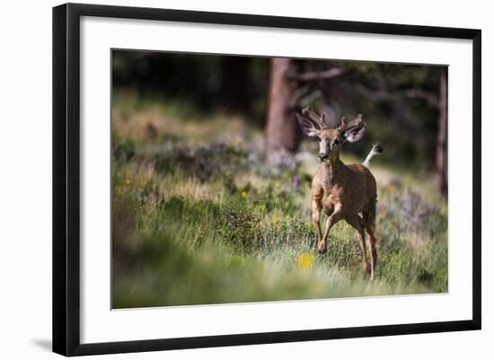 Happyyyyyyy…-Verdon-Framed Photographic Print