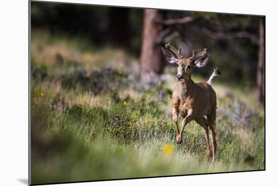 Happyyyyyyy…-Verdon-Mounted Photographic Print