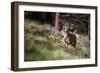 Happyyyyyyy…-Verdon-Framed Photographic Print