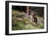 Happyyyyyyy…-Verdon-Framed Photographic Print